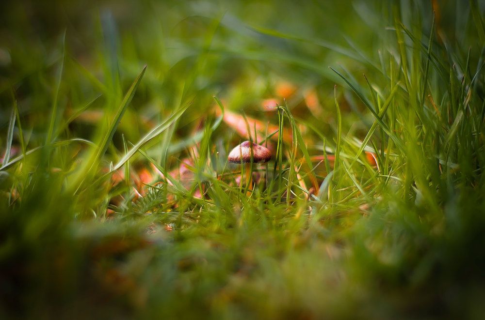 Эукариотический организм