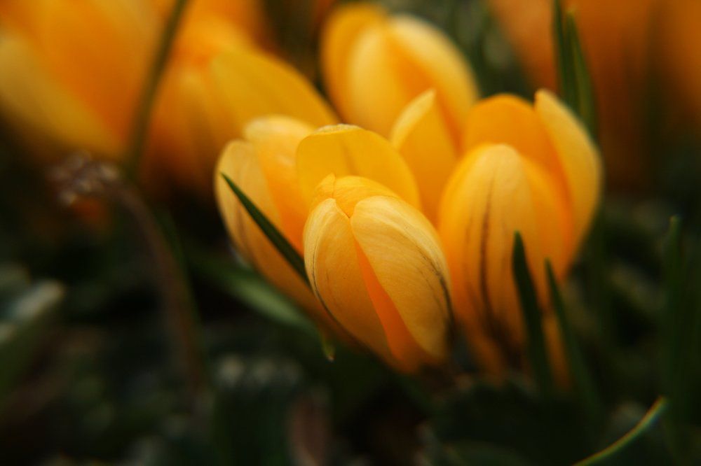 Шафран желтый