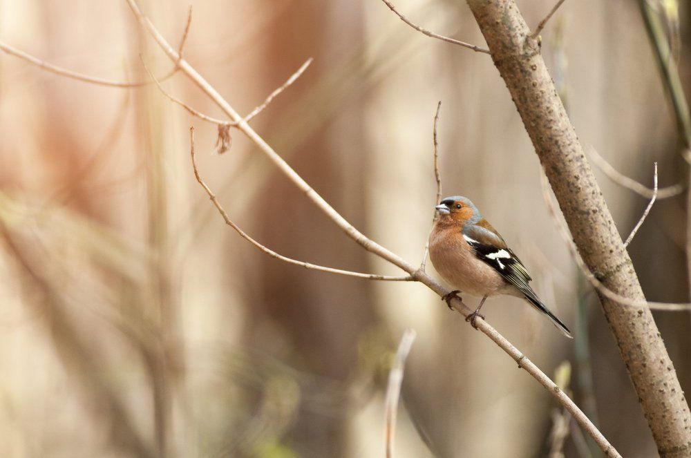 Солнечный зяблик