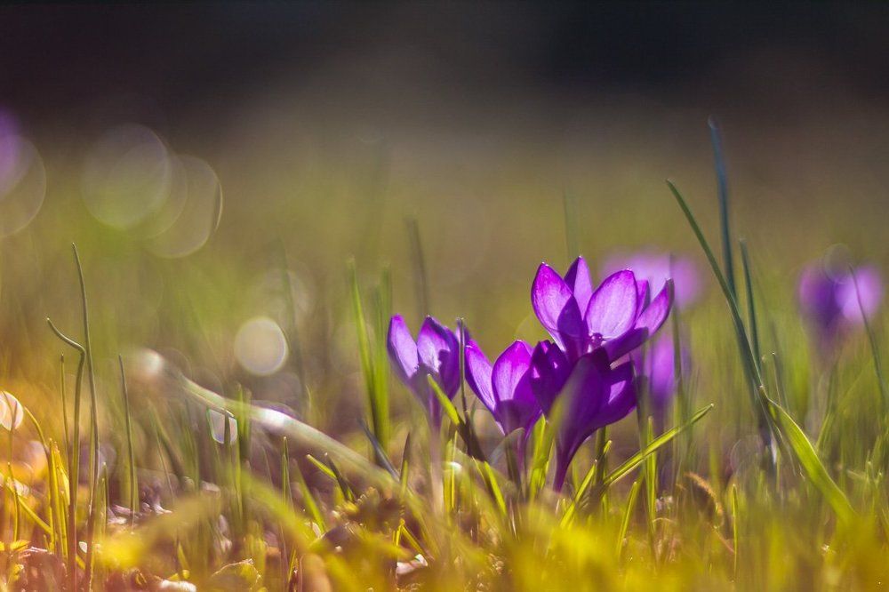 Крокусы