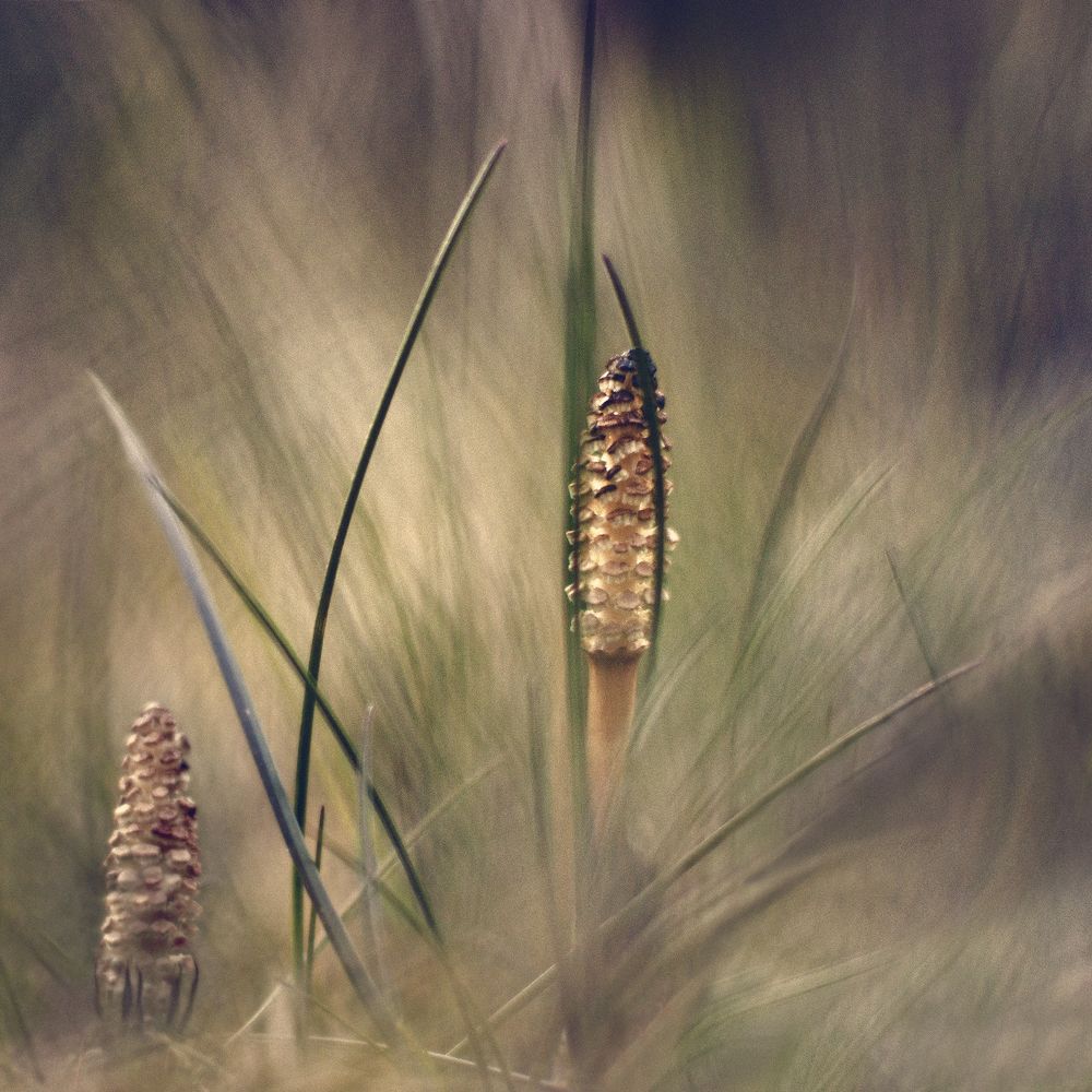 Photograph by Kristina Zvinakeviciute