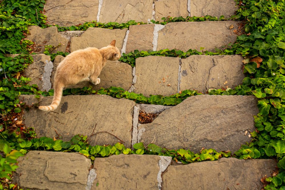 Каменная лестница