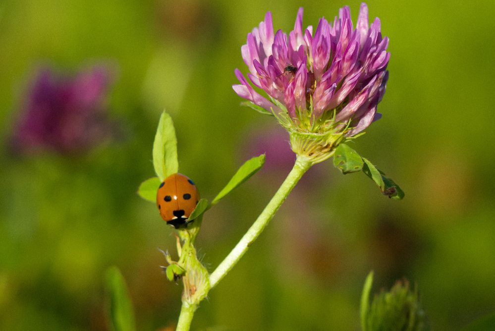 Photograph by Ольга