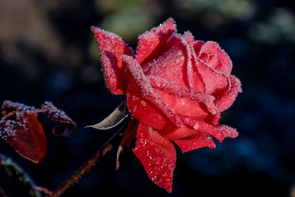 Фотография автора Юрий Фефилов