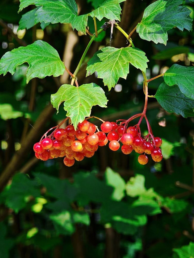 Фотография автора Natalya Firsova