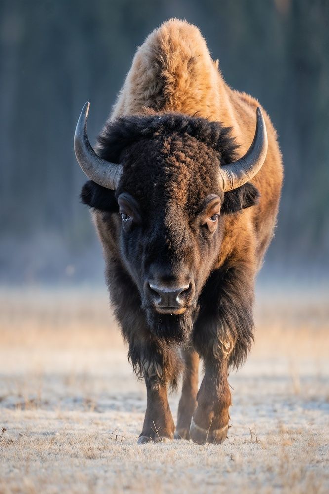 Photograph by Dariush Sedaghat