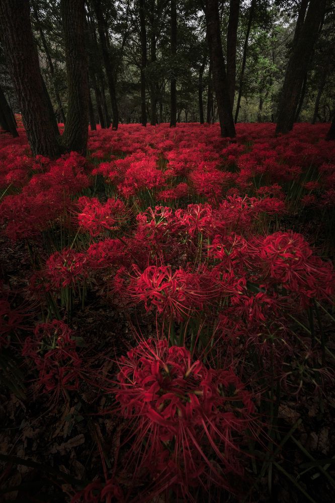 Фотография автора NAGUMO SHUTO