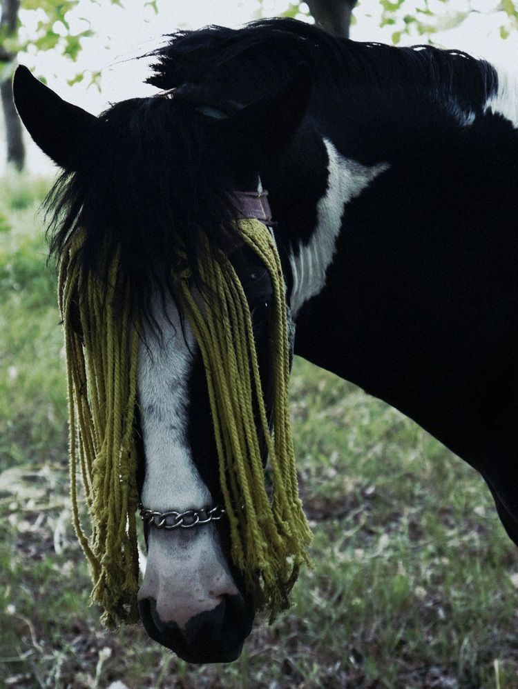 Фотография автора Anahita Ghelichkhani