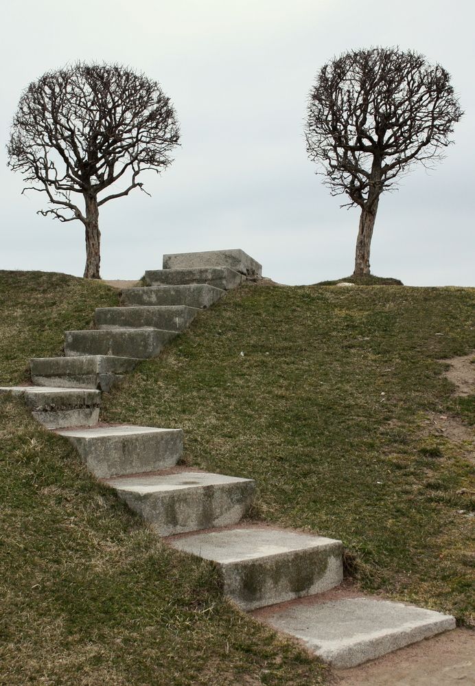 Лестница между деревьями