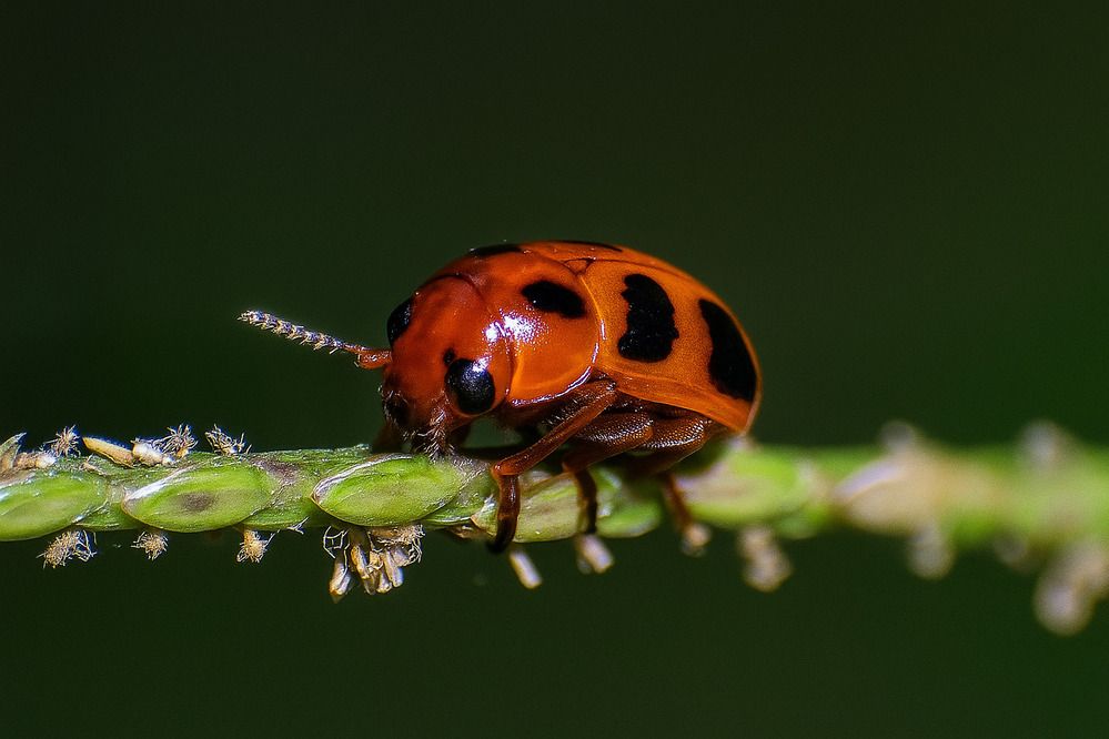 Photograph by Dewindu H. Fernando