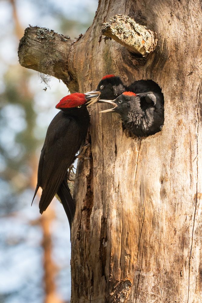 Фотография автора Светлана Зимина