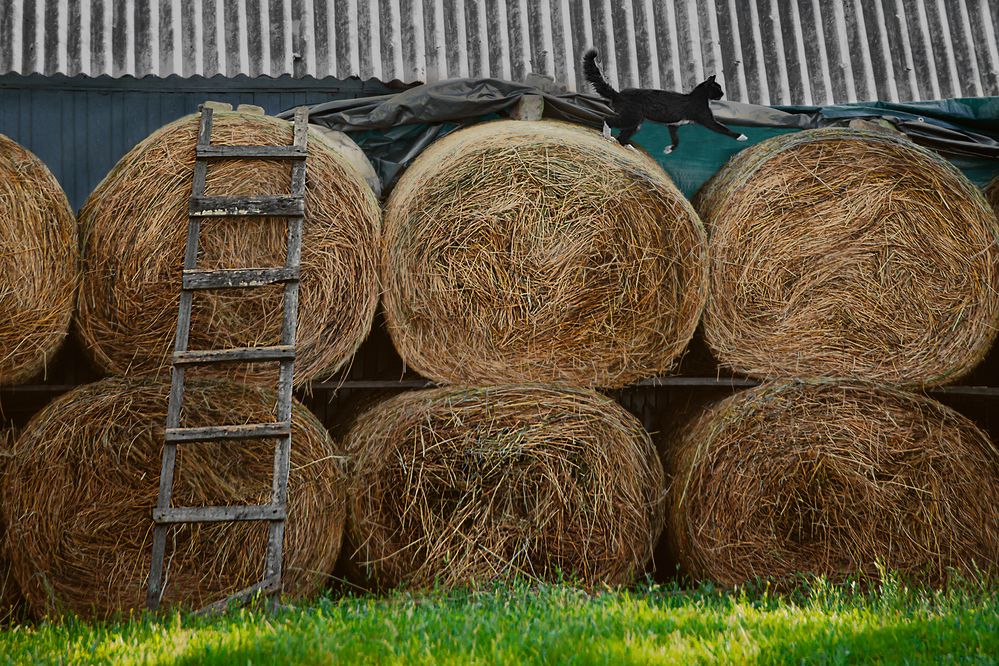 В деревне летом