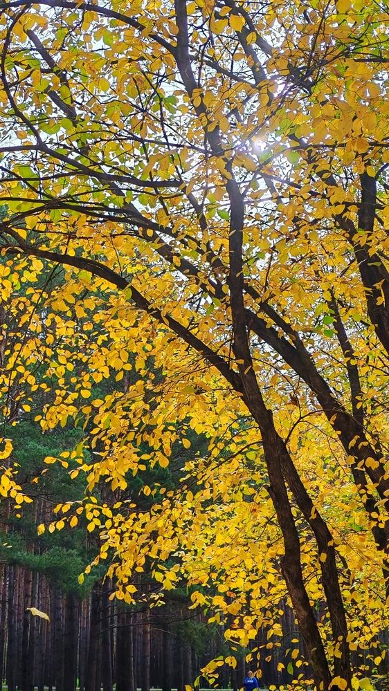 Фотография автора Наталья Шендяпина