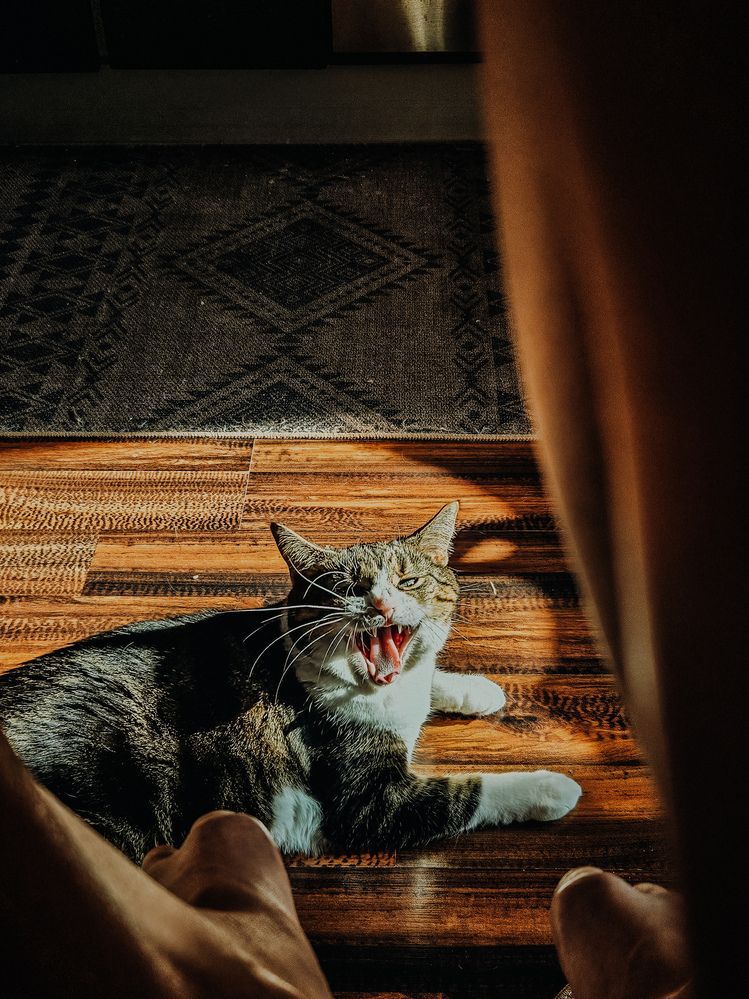 Фотография автора Кристина Альшанская