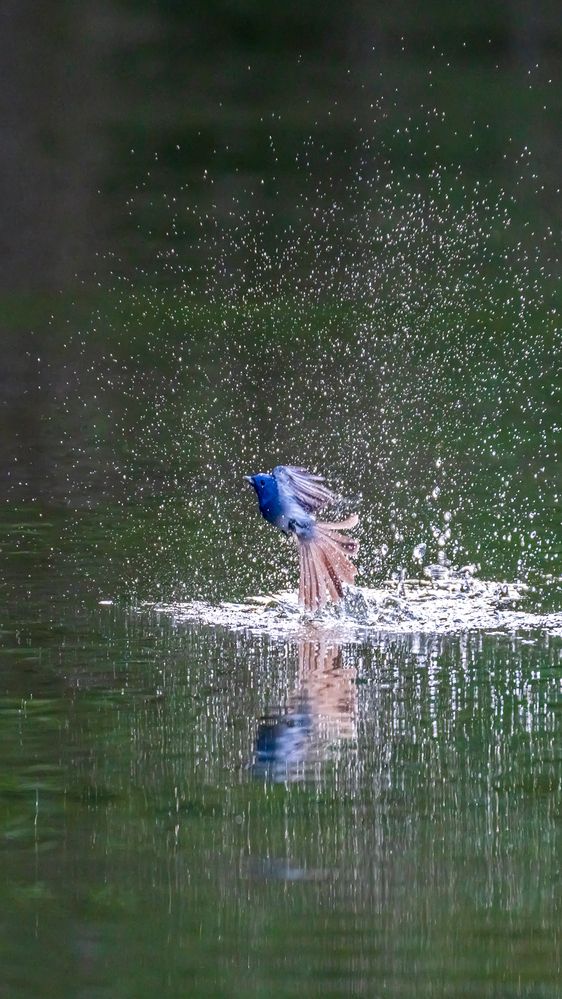 Blue Elegance in Evening Splash