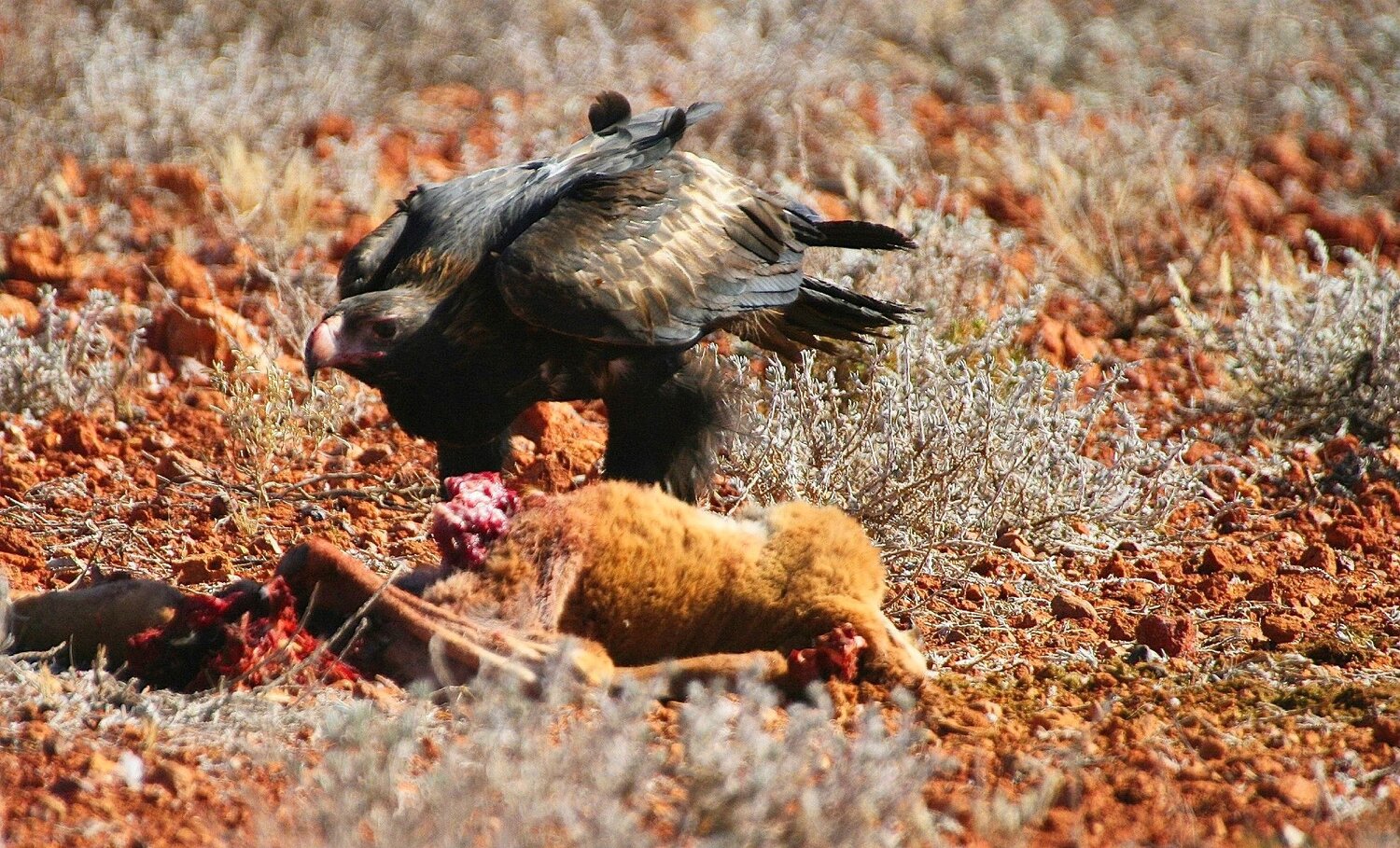 Wedge Tail with a Dingo