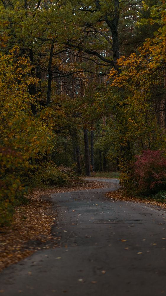 Фотография автора Елена Чиликина