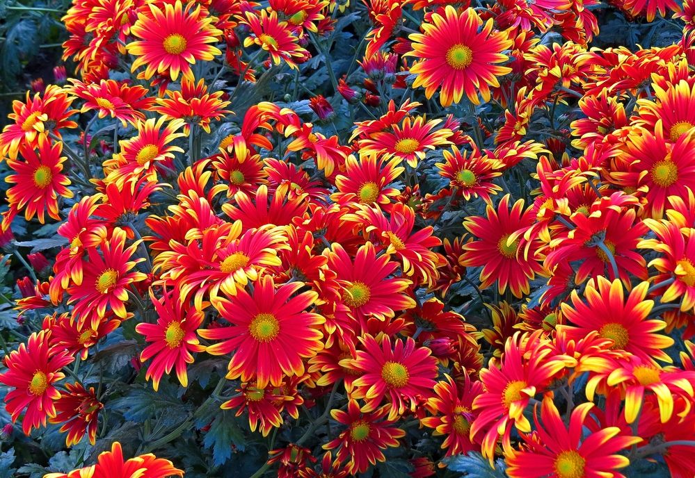 Photograph by Фартушняк Сергей