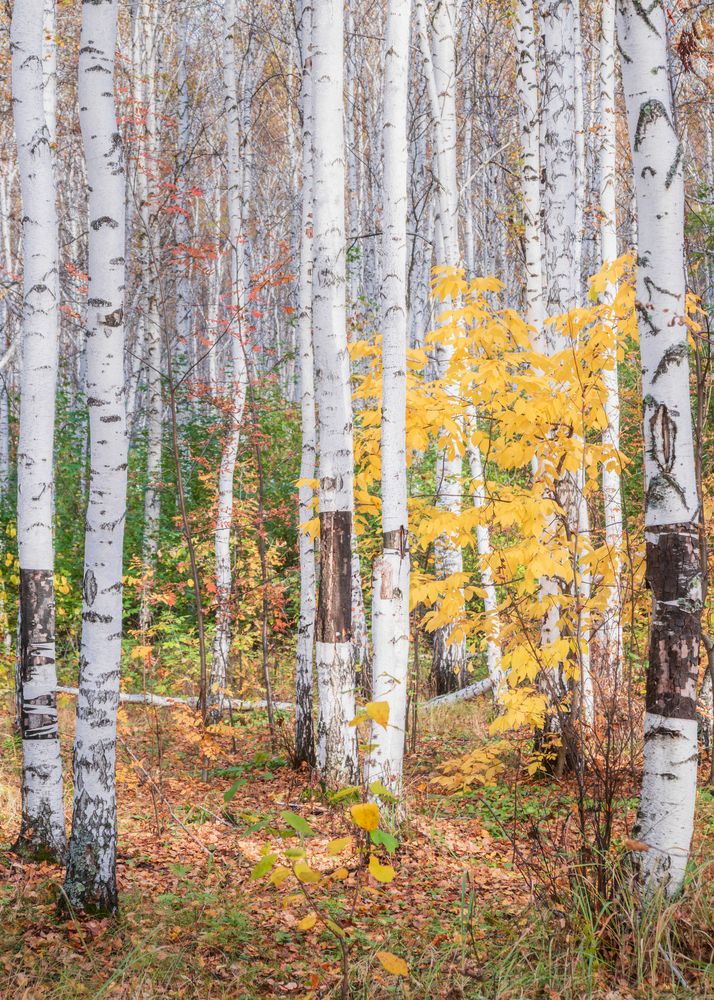 Photograph by Толстоноженко Илья