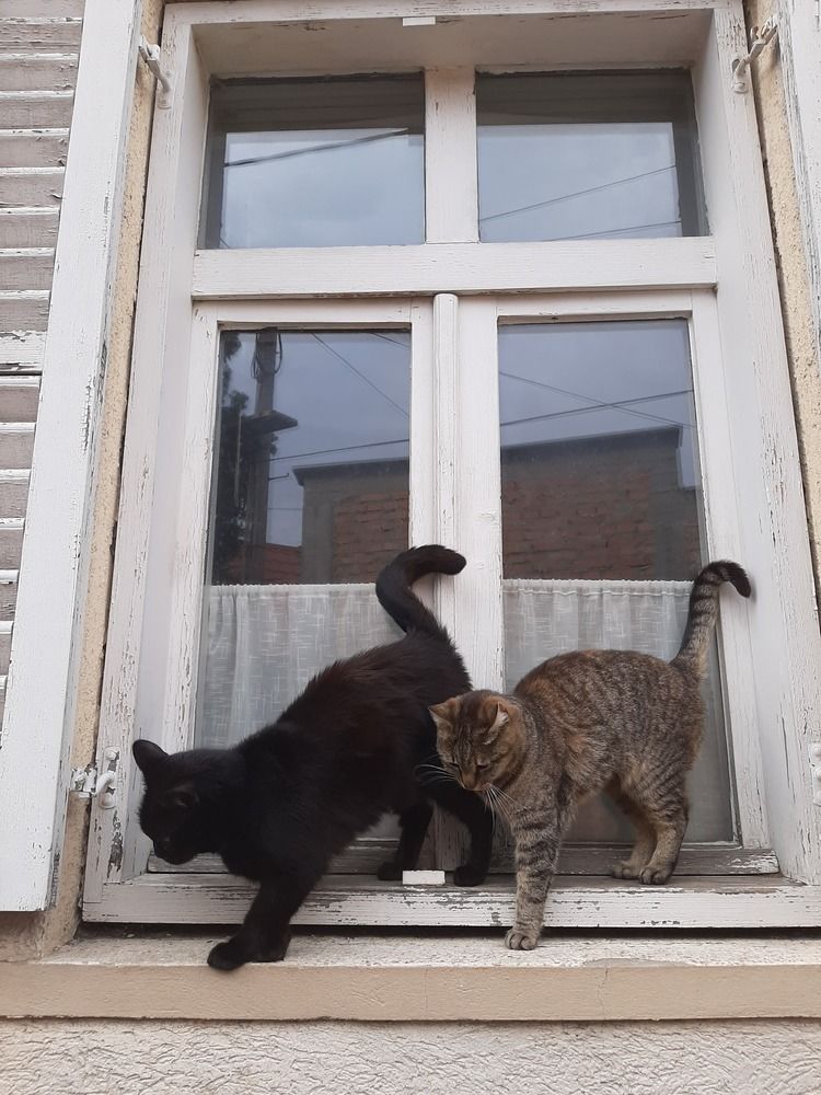 The Soulmates of Semlin