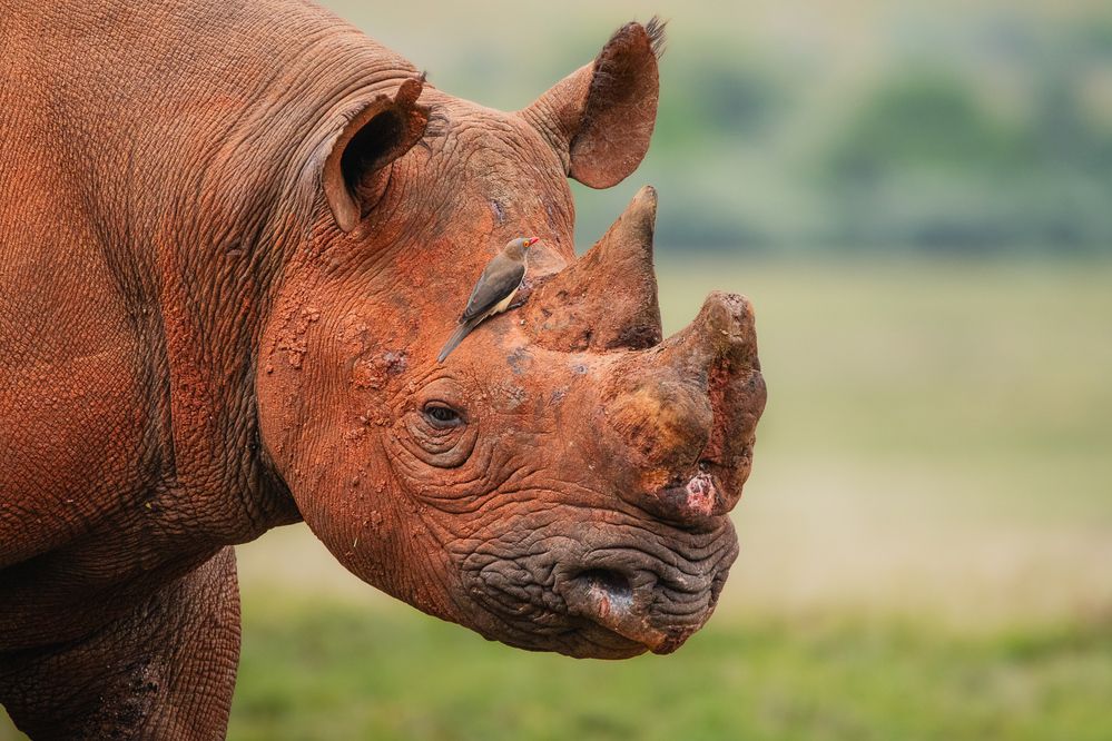 Red Black Rhino