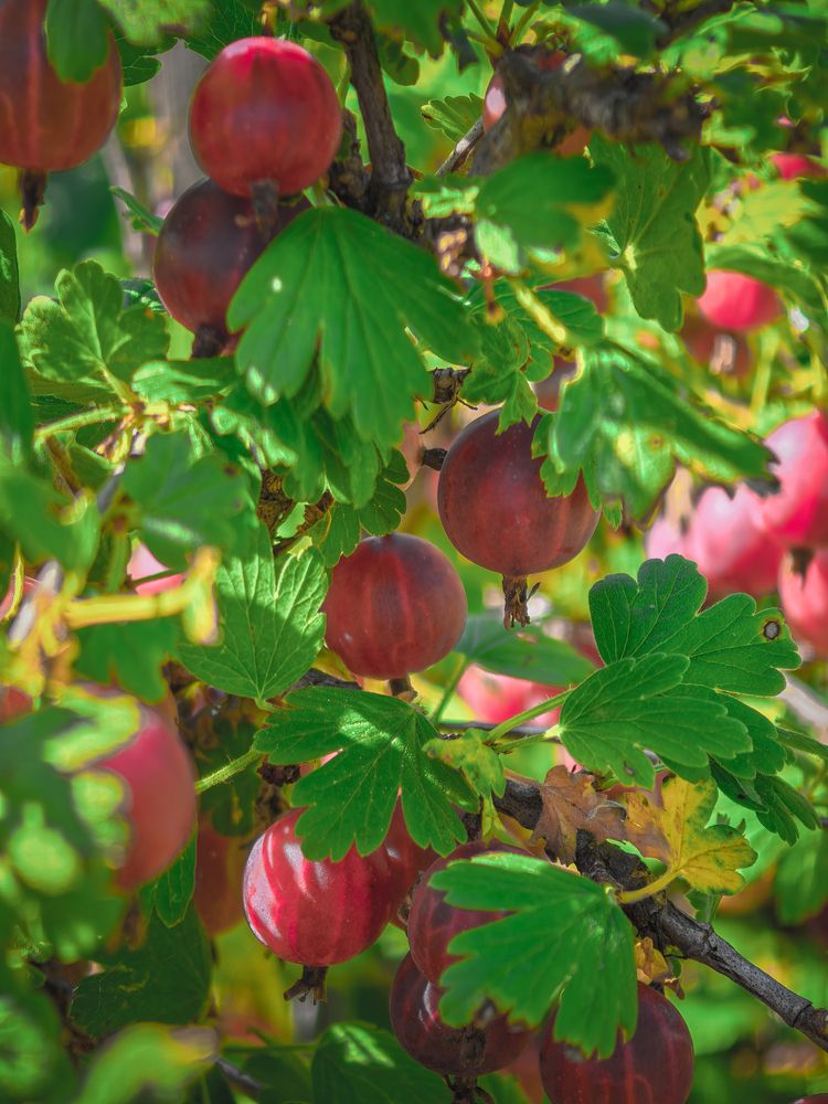 Photograph by Сергей Ведерников