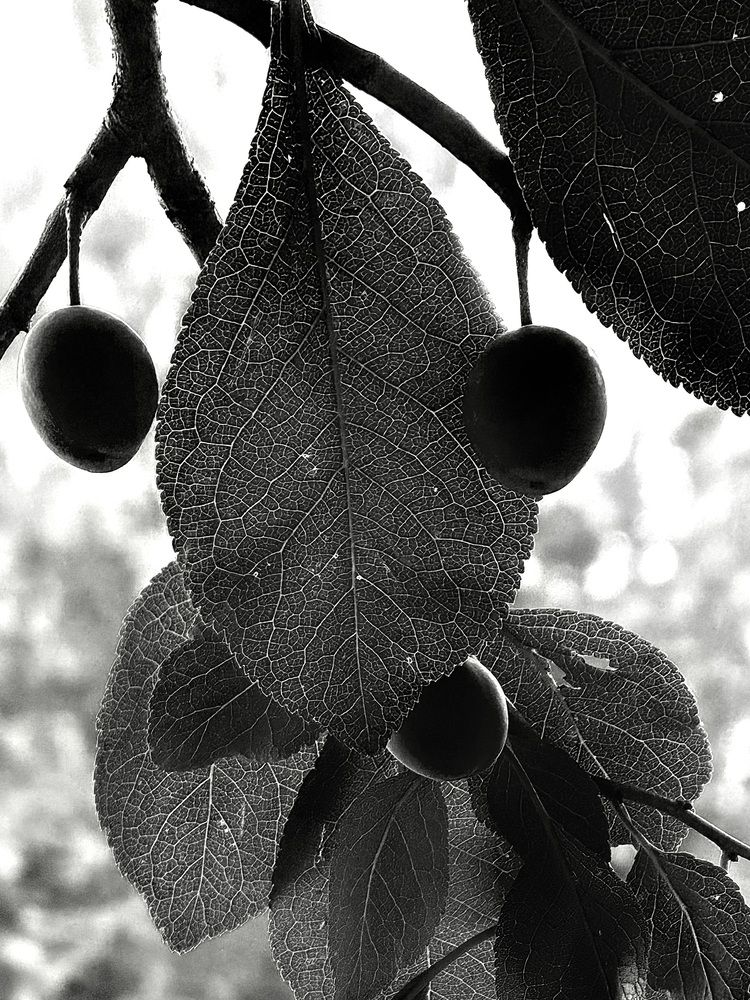 Photograph by Максим Семушин