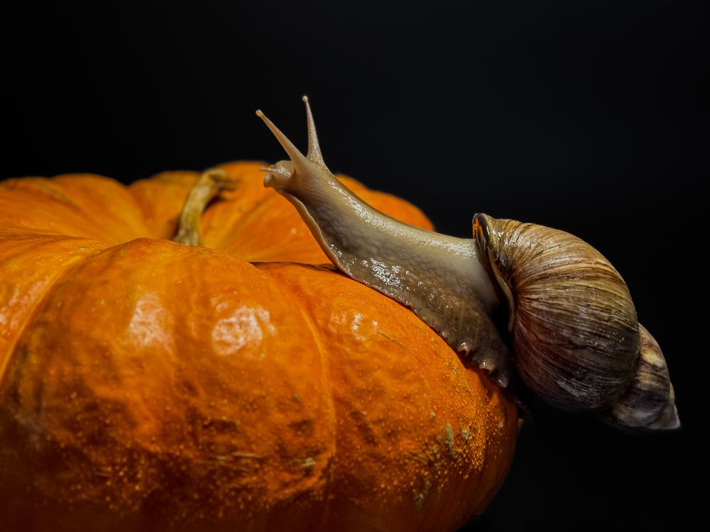 Магия Хеллоуина: улитка и тыква