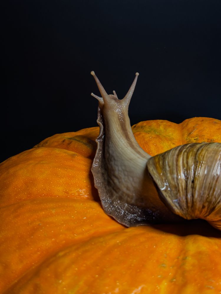 Улитка на тыквенном троне