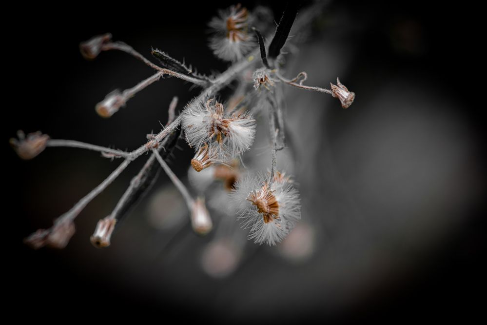 Photograph by Andrea Scheffer