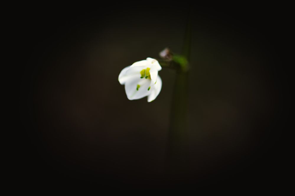 Photograph by Andrea Scheffer