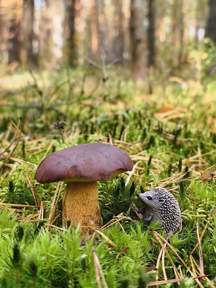 Photograph by Галина Бессуднова