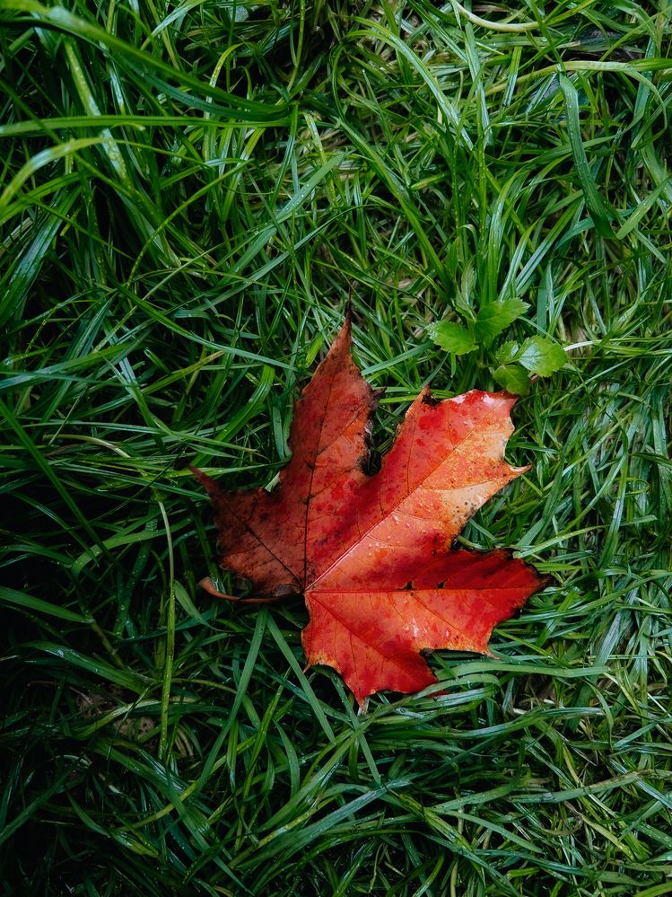 Photograph by Константин Шипицын