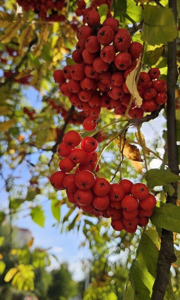 Photograph by Оксана Крылович
