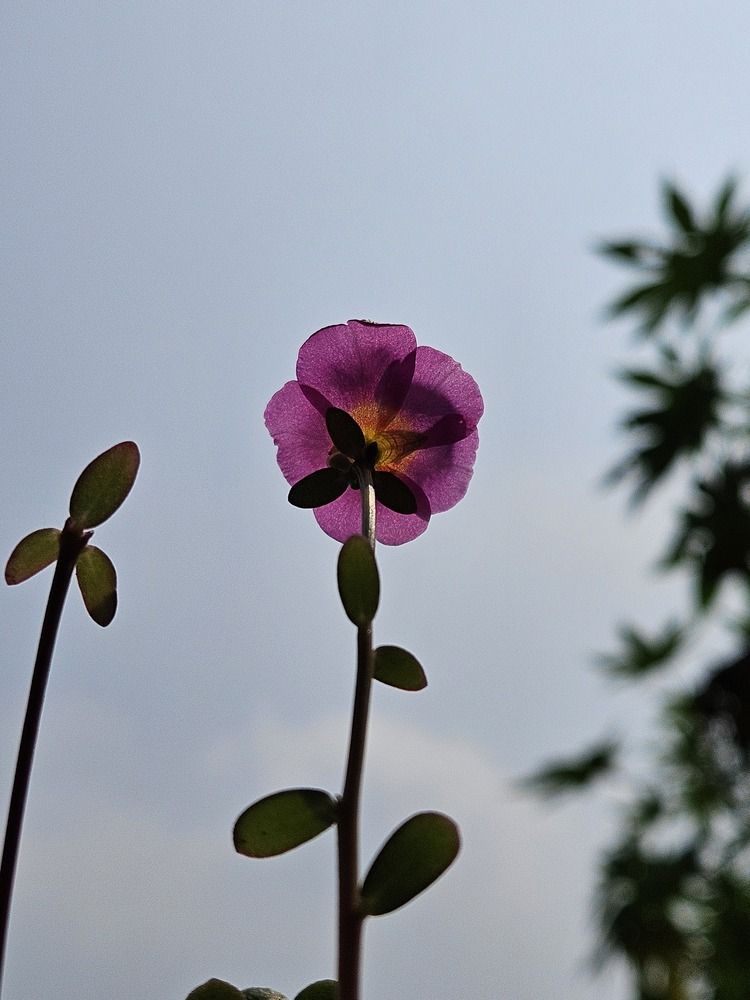 Фотография автора Saheb Mondal