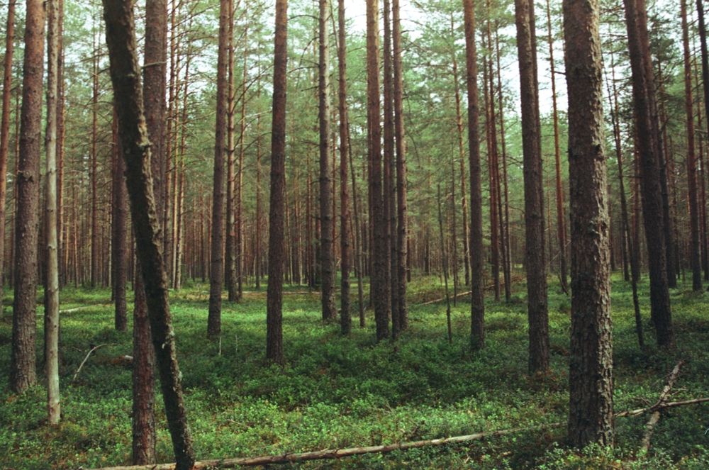 Photograph by Виктор Личутин
