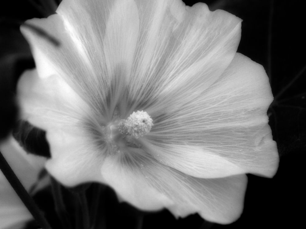 Photograph by Игорь Шевердин