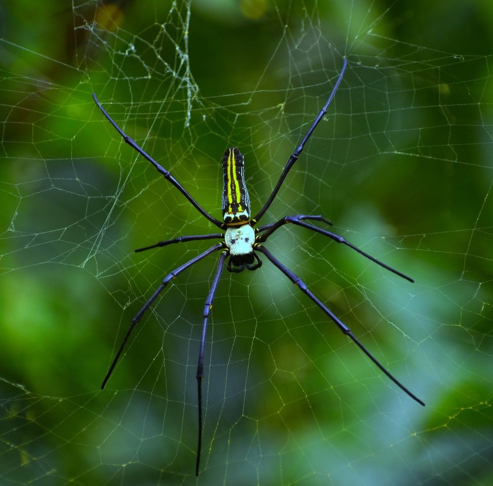 Golden orb-weavers spider
