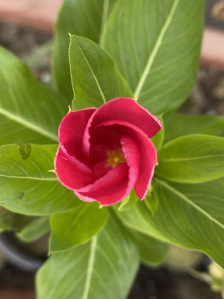 Photograph by Prasad babu Geddam