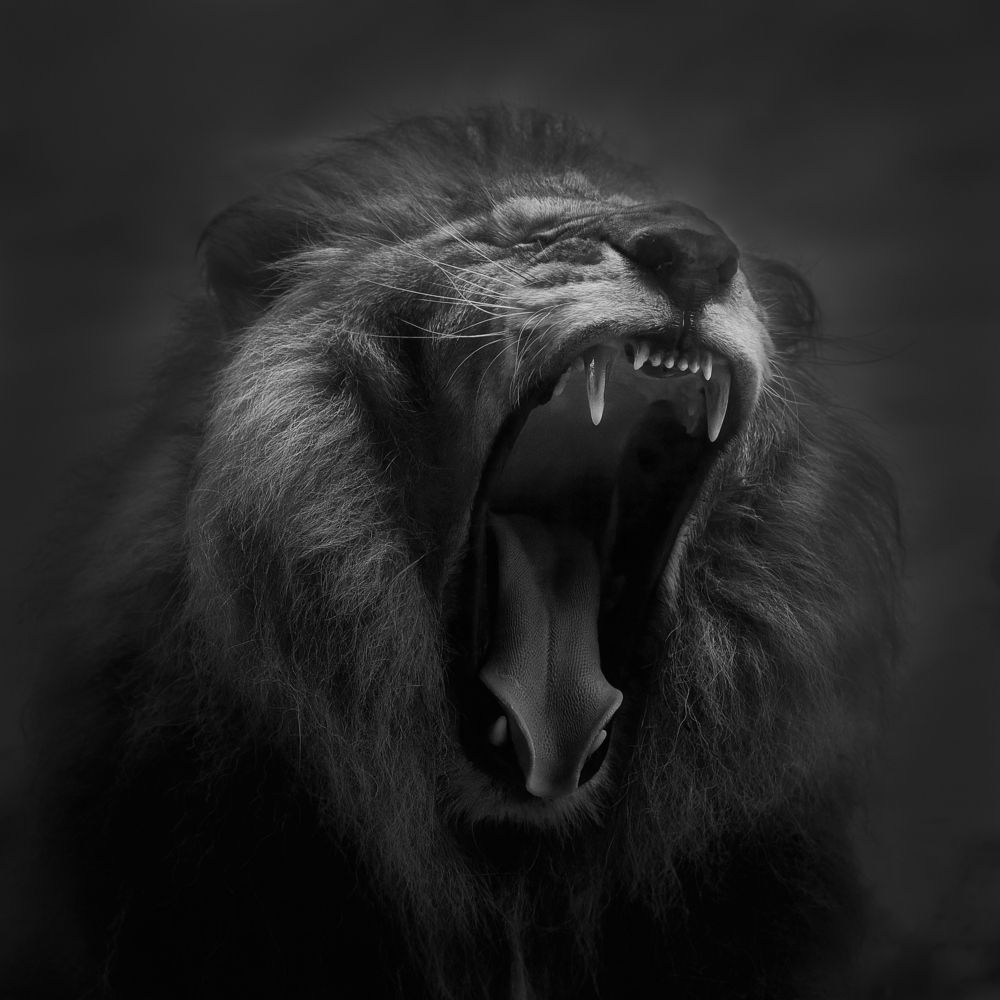 Photograph by Kaisyakuji Yushi