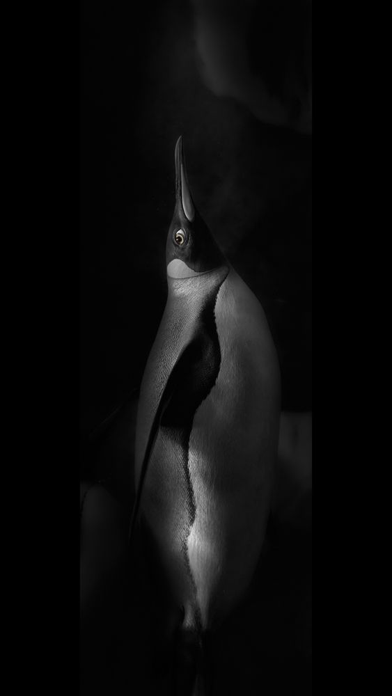 Photograph by Kaisyakuji Yushi