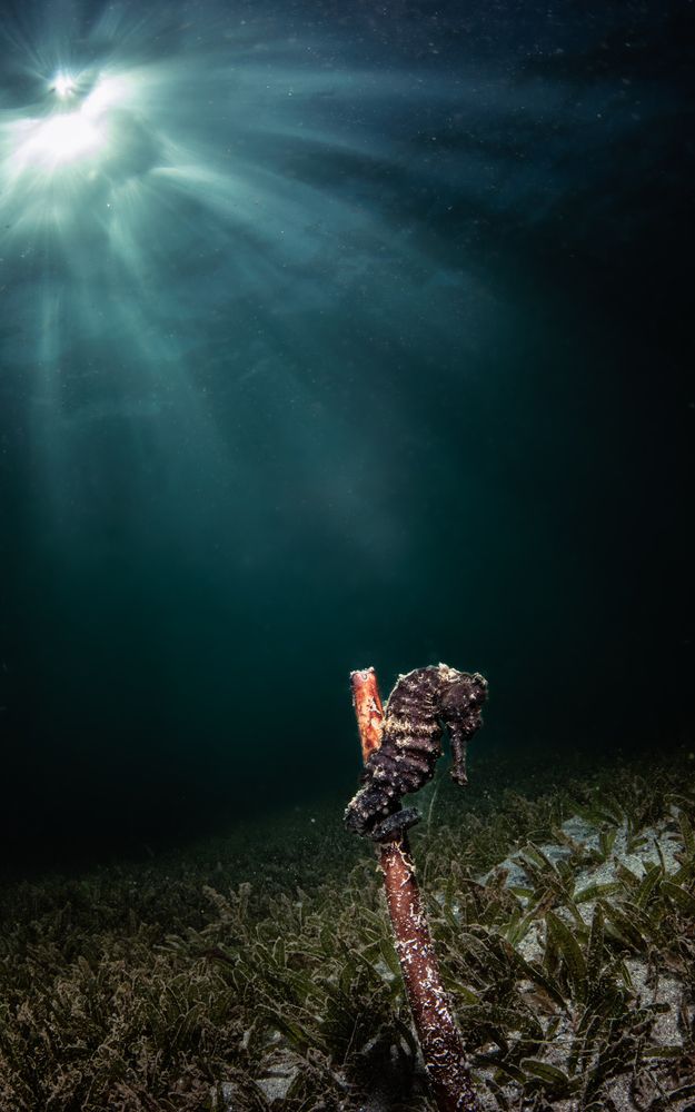 The fragility  and strength of marine life