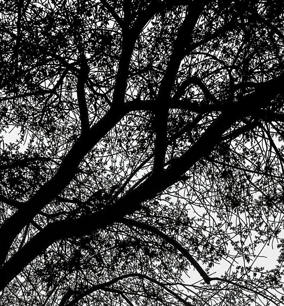 Photograph by ghufran Alim