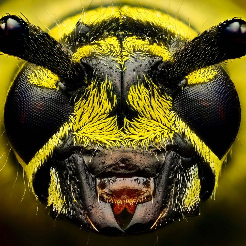 Locust borer (Megacyllene robiniae)