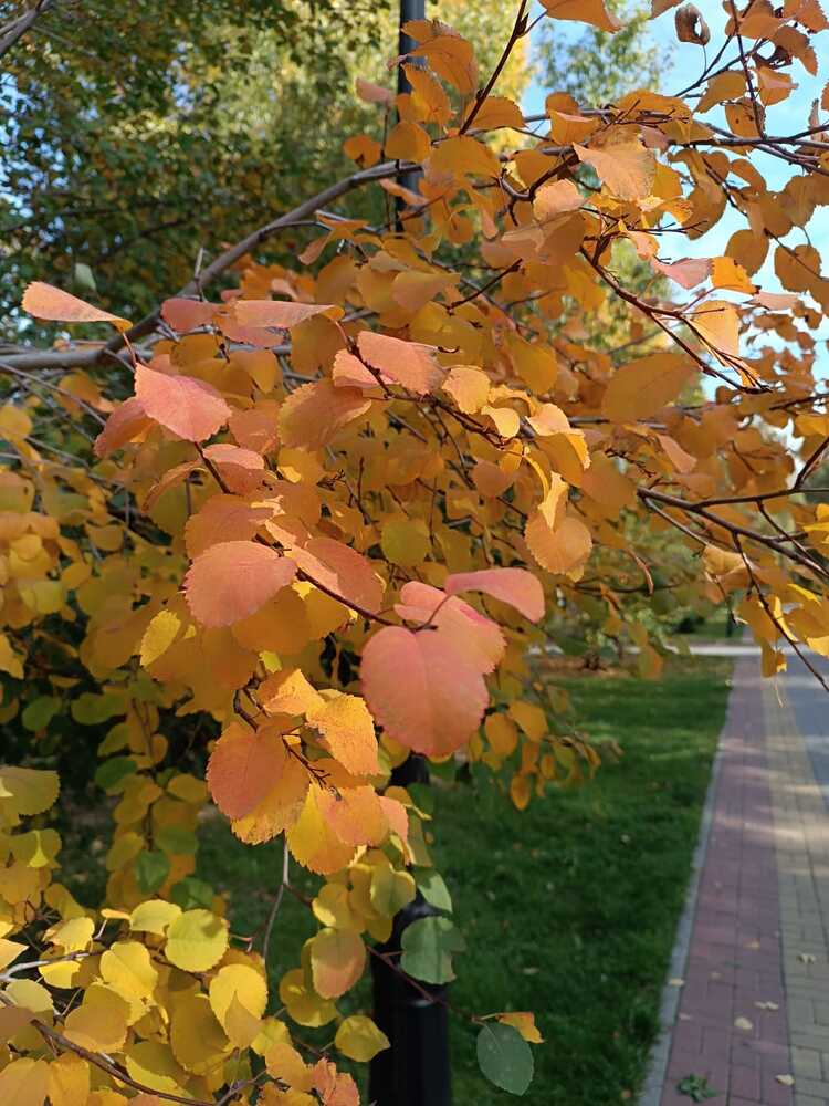Фотография автора Елена Колышева