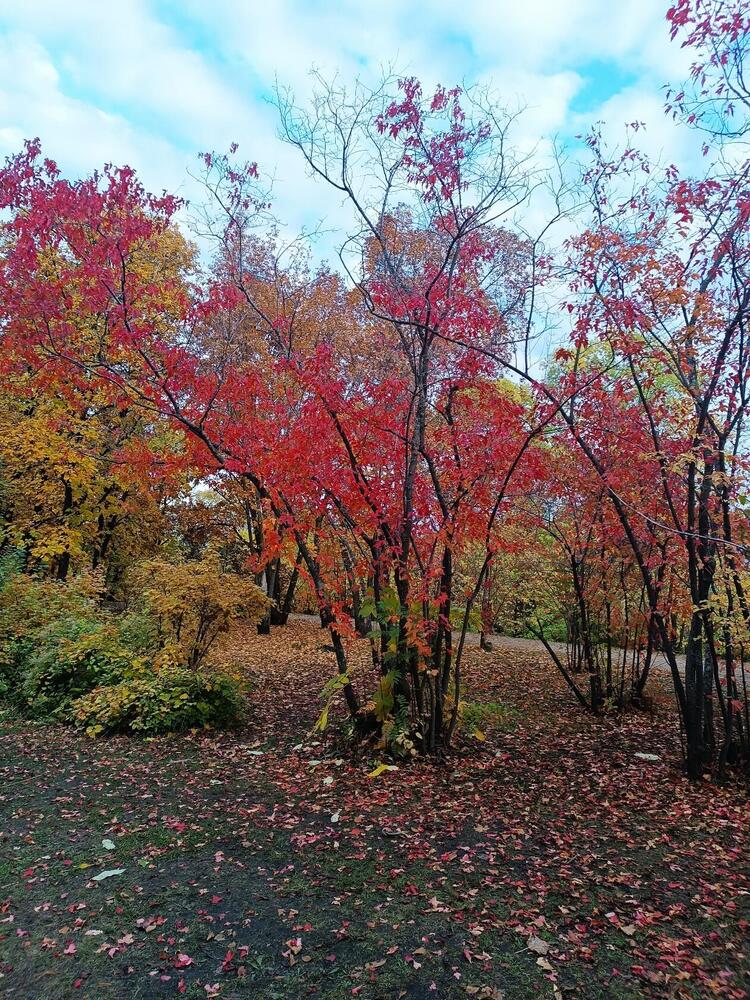 Фотография автора Елена Колышева