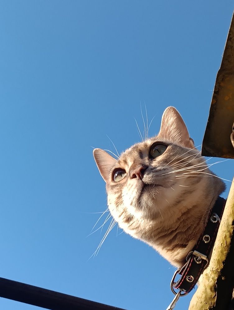 Кот на крыше