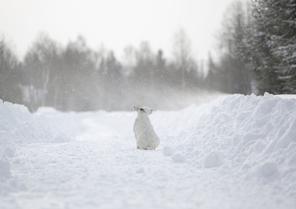 Photograph by Кузьминская Алёна