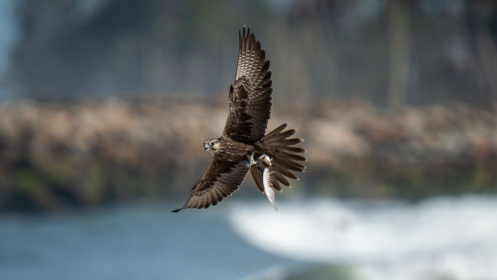 Laggar Falcon