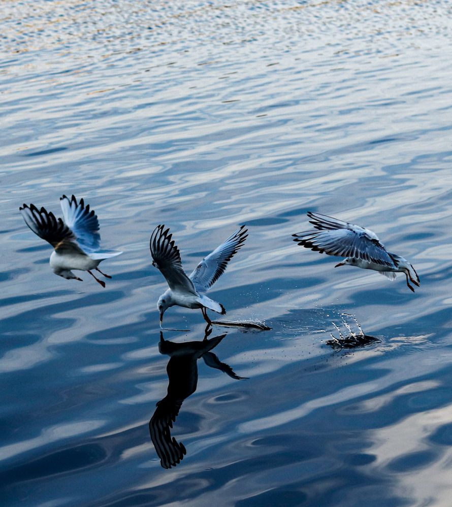 Photograph by Mehrad Mallaei